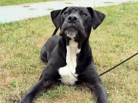 Blaze, an eight-month-old American bulldog that has been with Toronto Animal Services since March.