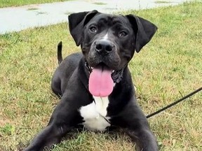 Blaze, an eight-month-old American bulldog that has been with Toronto Animal Services since March.