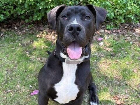 Blaze, an eight-month-old American bulldog that has been with Toronto Animal Services since March.