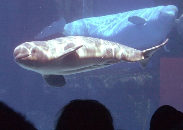 Marineland relocates beluga whales to U.S. and Spanish facilities