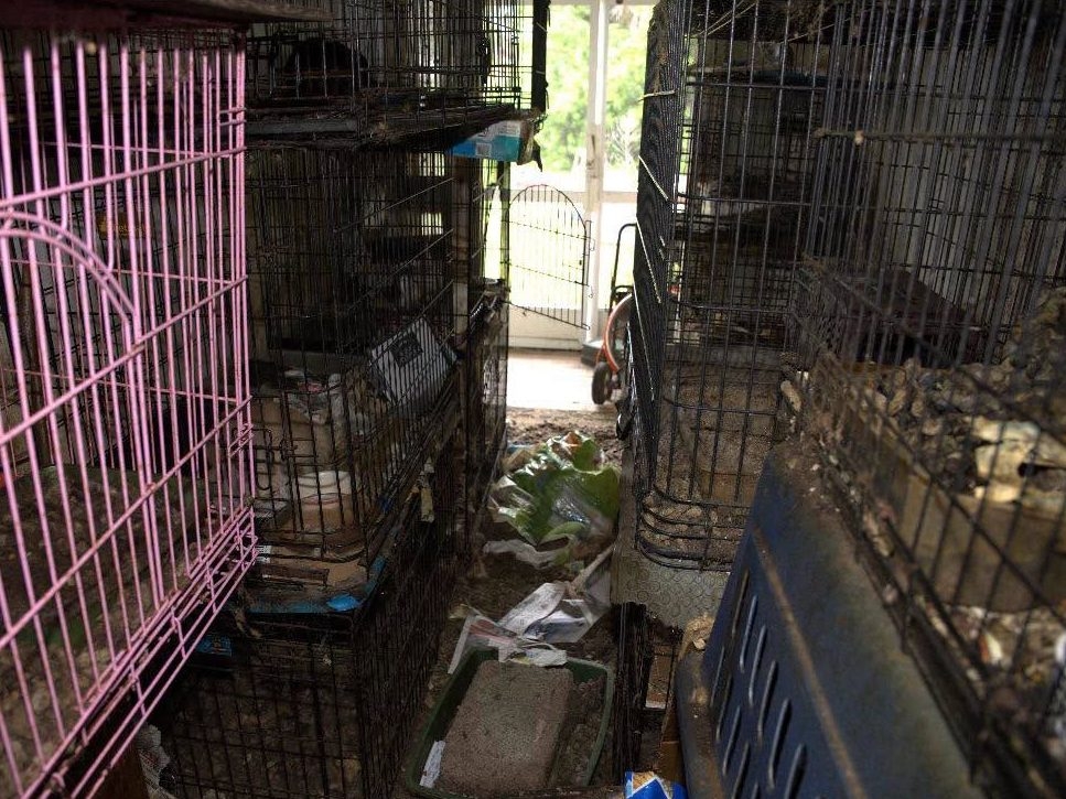 Cages lining walls of hoarder house. (Martin County Sheriff’s Office/Facebook) Cages lining walls of hoarder house. (Martin County Sheriff’s Office/Facebook)