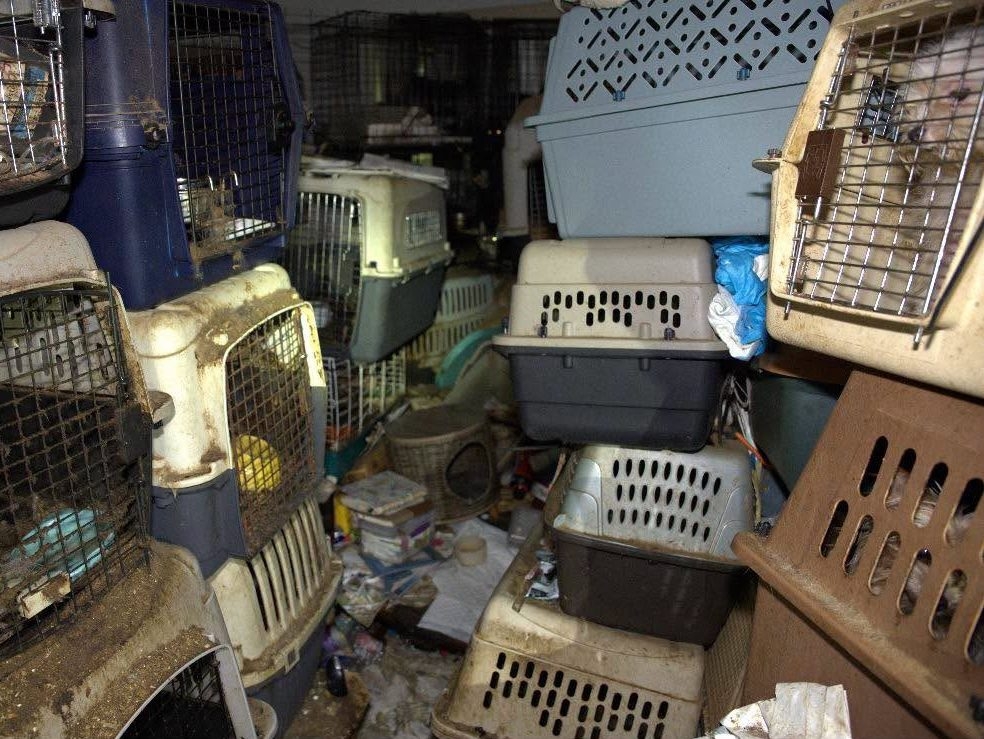 Florida Postal Worker, 77, Arrested in 80+ Cat Hoarding Case