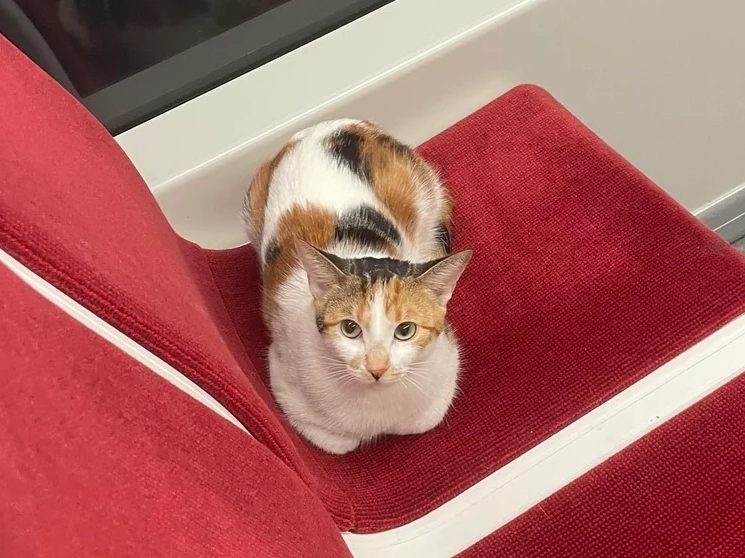 Cat Found on TTC Streetcar, Owner's Whereabouts Unknown