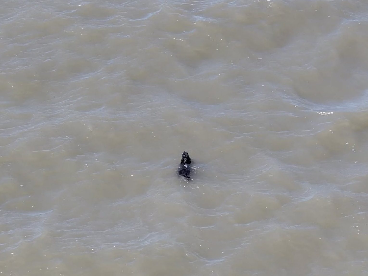 Dog Found Swimming Alone in San Francisco Bay After Weeks Missing