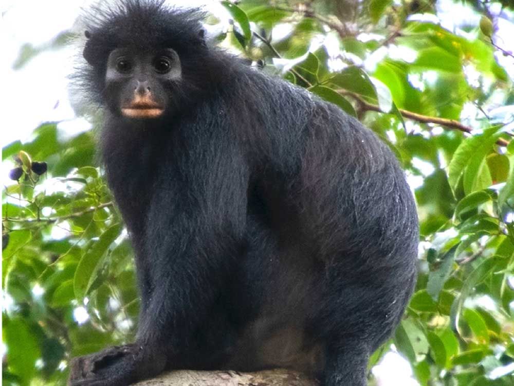 New orange-lipped monkey species identified in Congo
