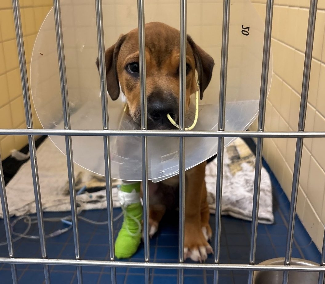  A 13-week-old German shepherd mix is need of a “safe, pet-free home where he can continue healing,” the City of Toronto says.