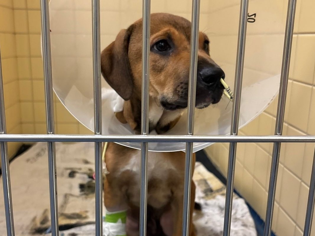 Puppy Recovering from Parvovirus Requires Immediate Foster Placement