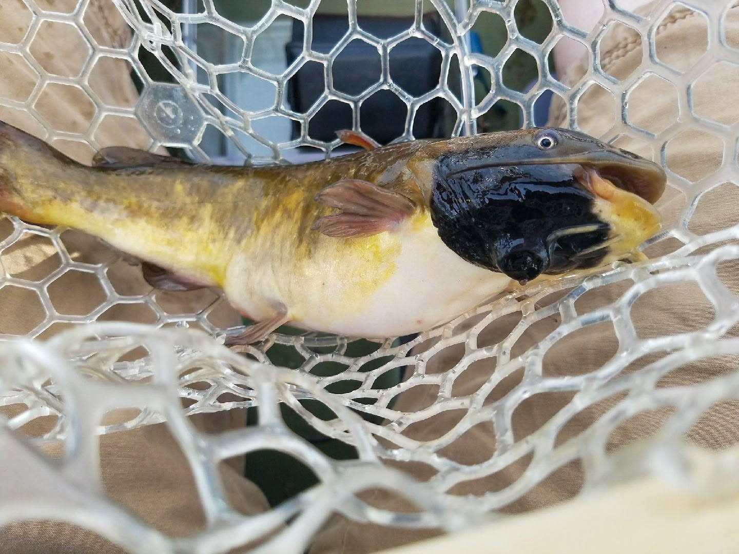 Rare contagious cancer identified in catfish of US-Canada border