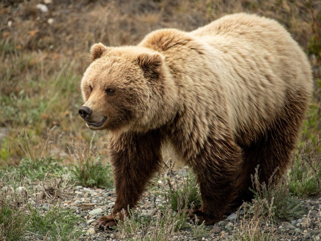 Grizzly bear attacks woman, 72, hiking in British Columbia