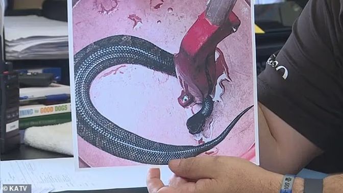 Arkansas high school football player finds venomous snake inside helmet