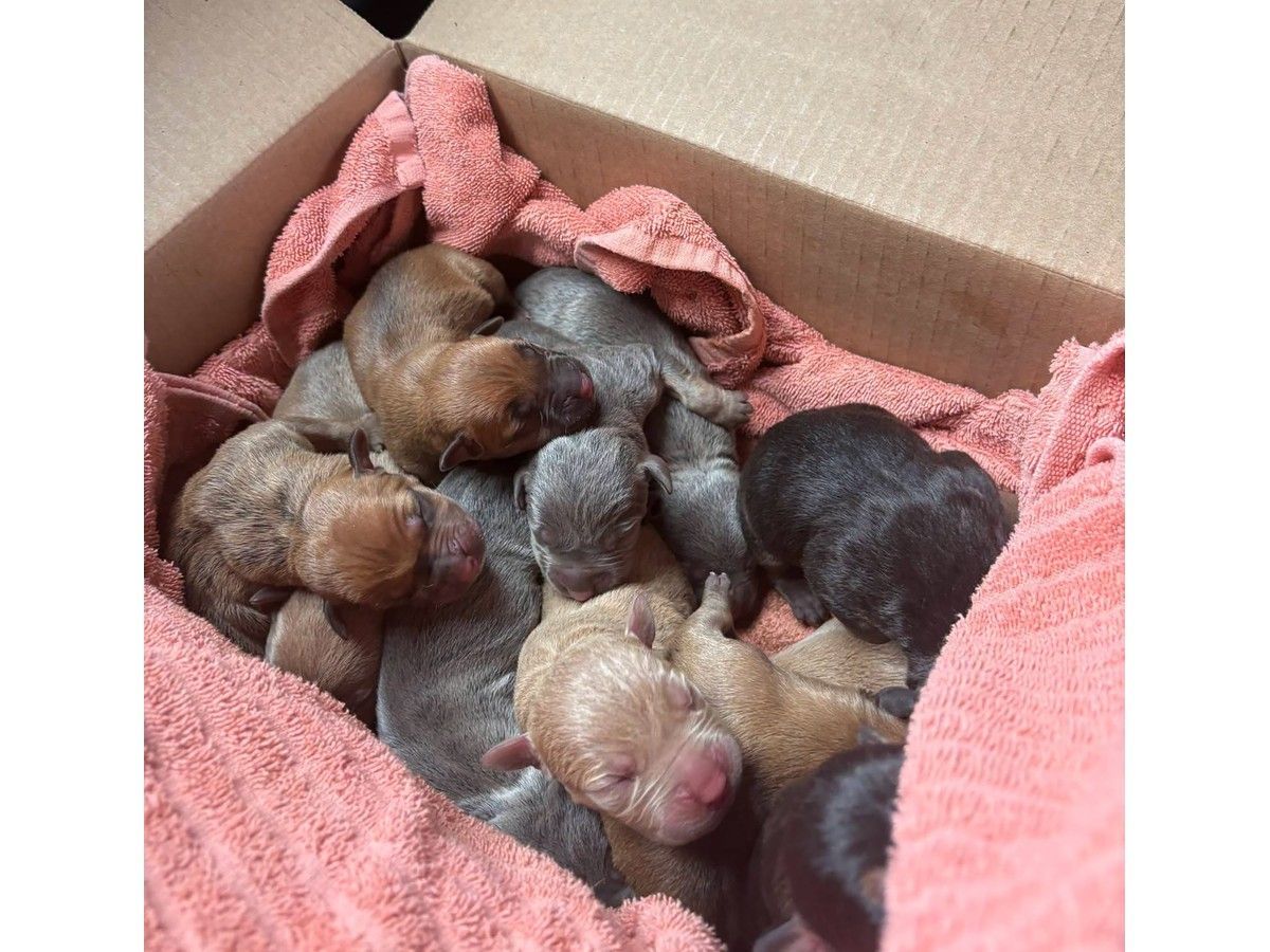 Funding needed for 11 abandoned newborn pups found in box in Brantford