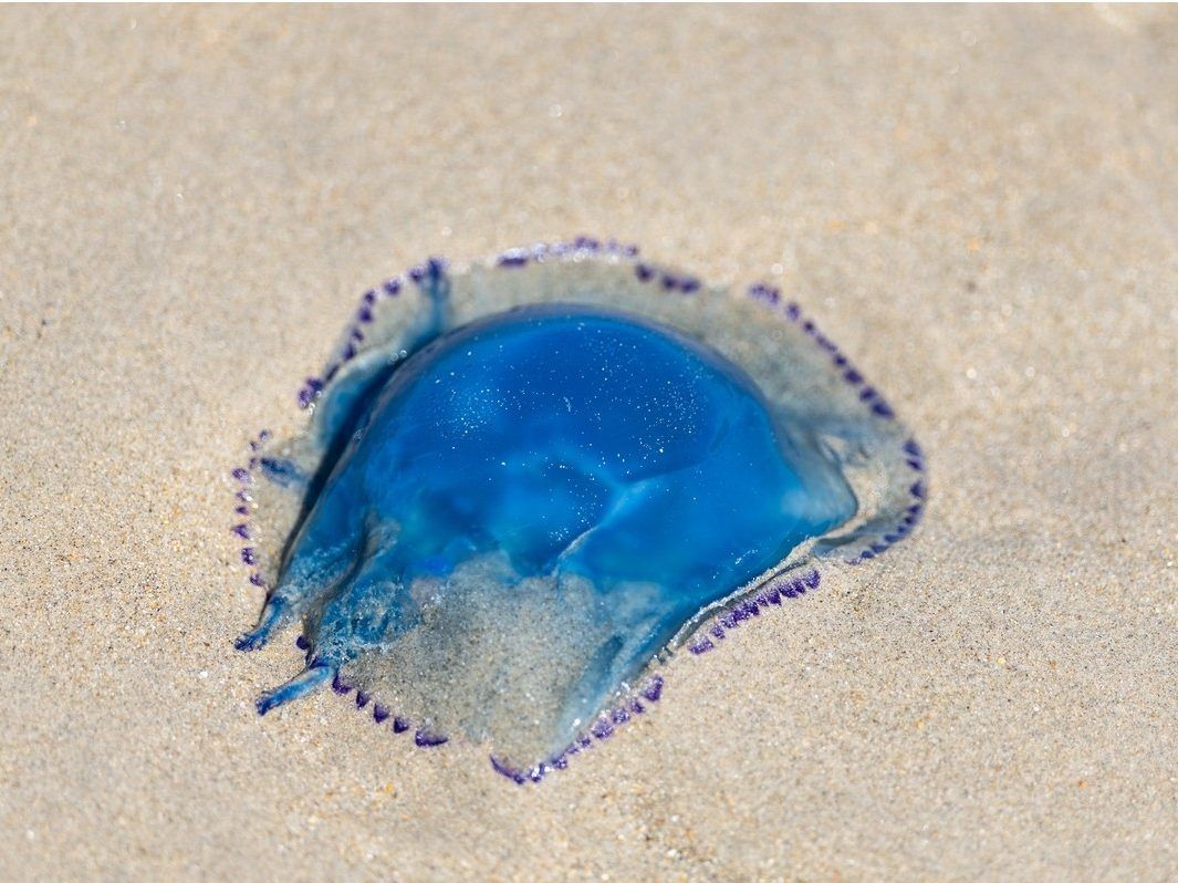 Extreme weather, jellyfish knock one-fifth of France's nuclear capacity offline