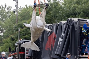A rescued beluga whale arriving at the Shedd Aquarium in Chicago, following relocation from Marineland.