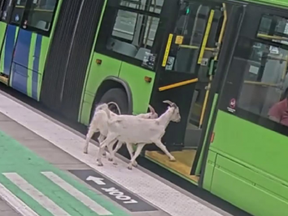 Two goats board a Portland city bus.