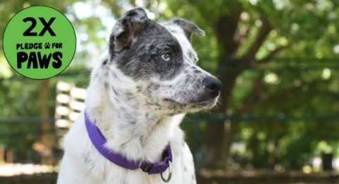 Hazel the dog
