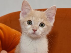 Leland, a three-month-old kitten, was recently transferred from another shelter to the Toronto Humane Society.