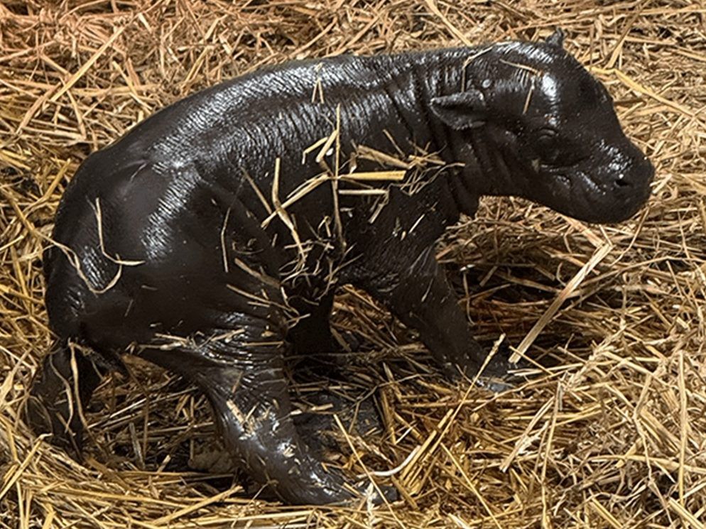 Toronto Zoo welcomes endangered pygmy hippo calf after weekend birth