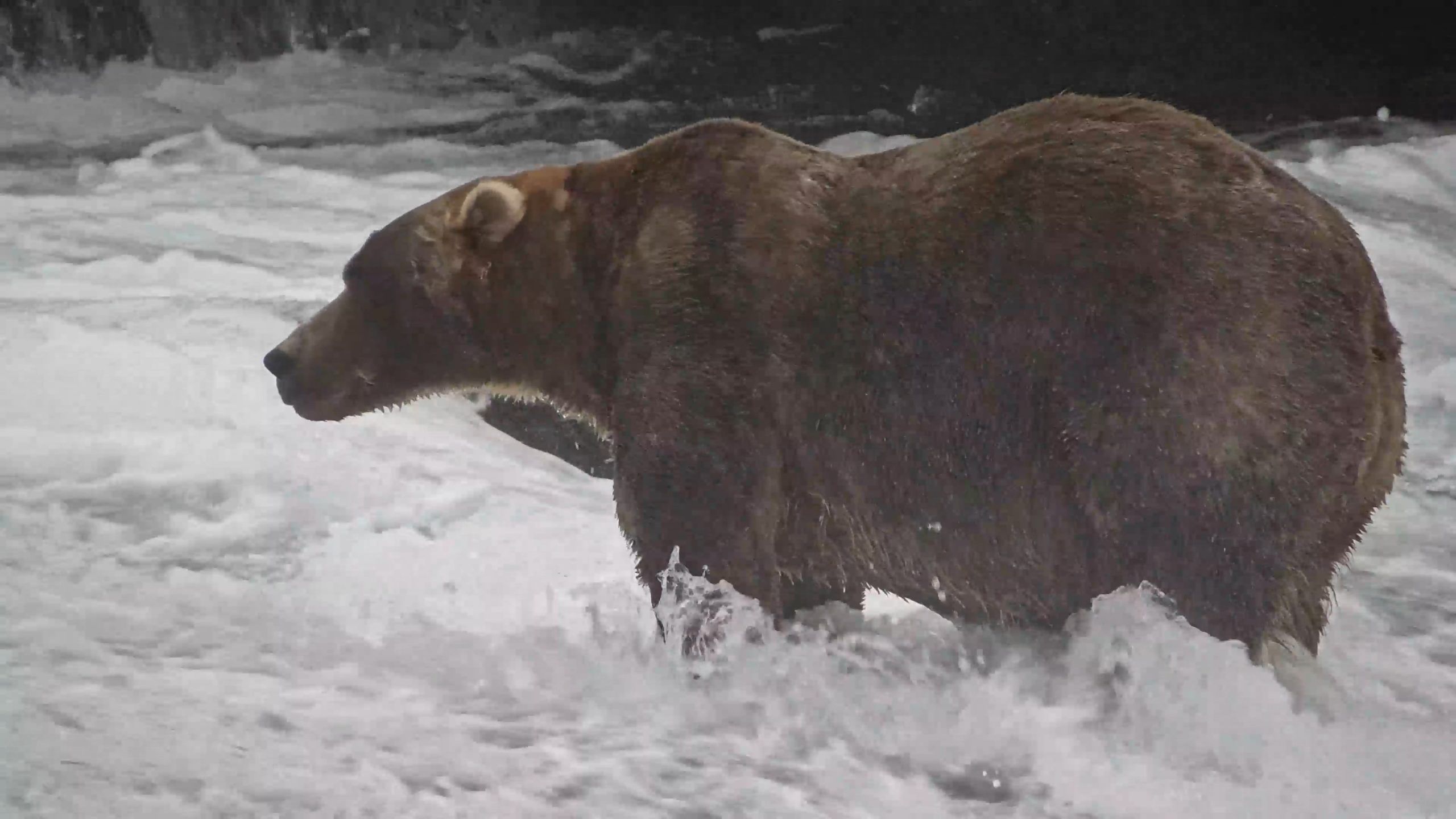 Fat Bear