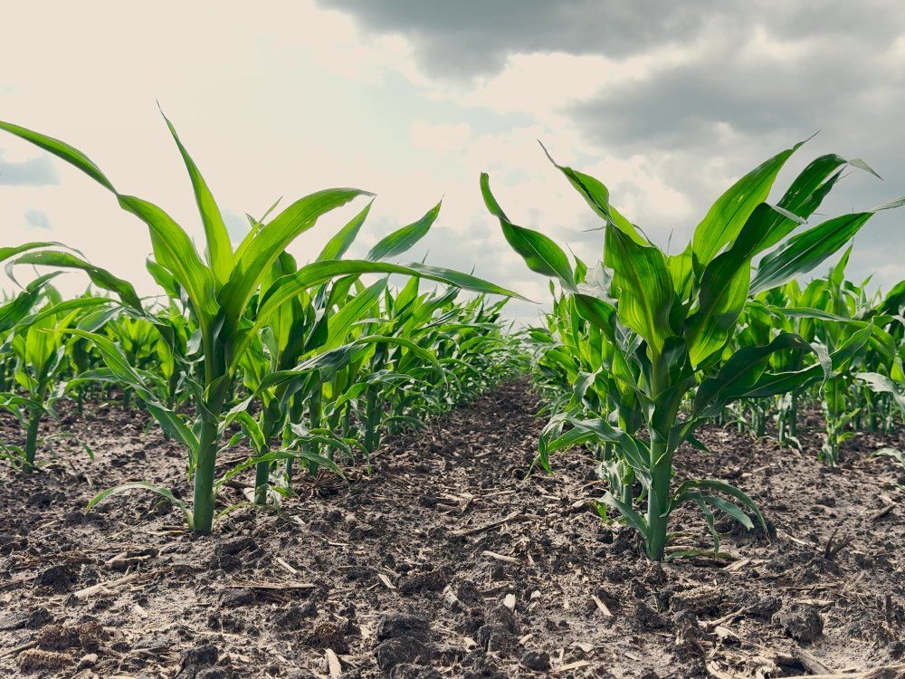 CHARLEBOIS: Ottawa wants $1 trillion in investment, but agri-food is starving for capital