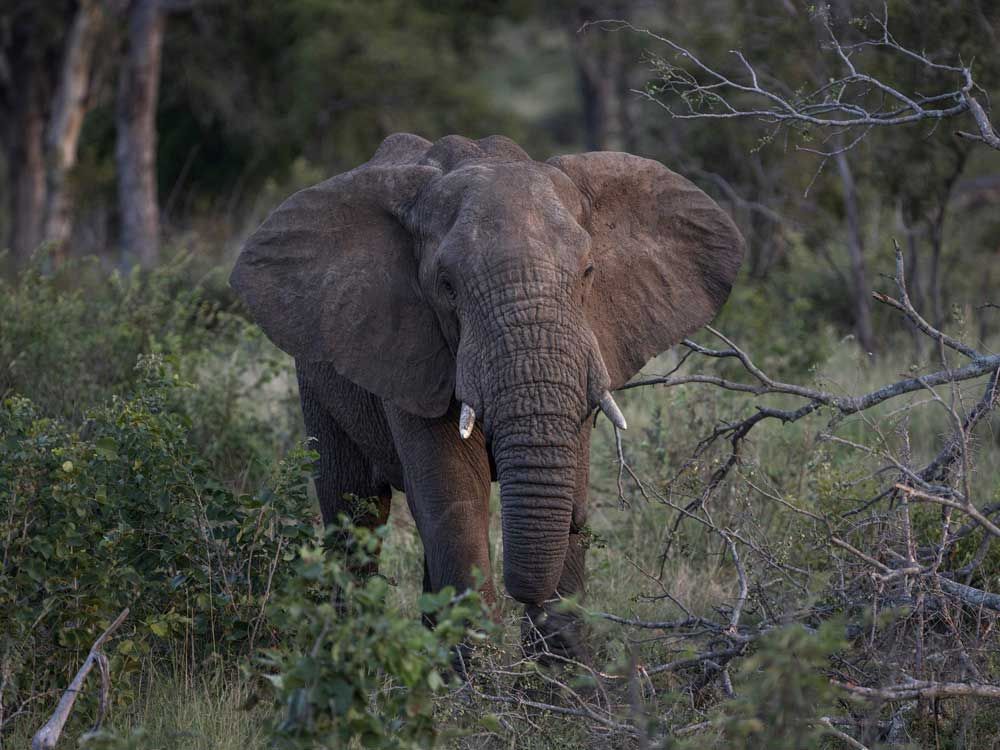 Poacher trampled to death by elephants while trying to shoot rhinos: Report