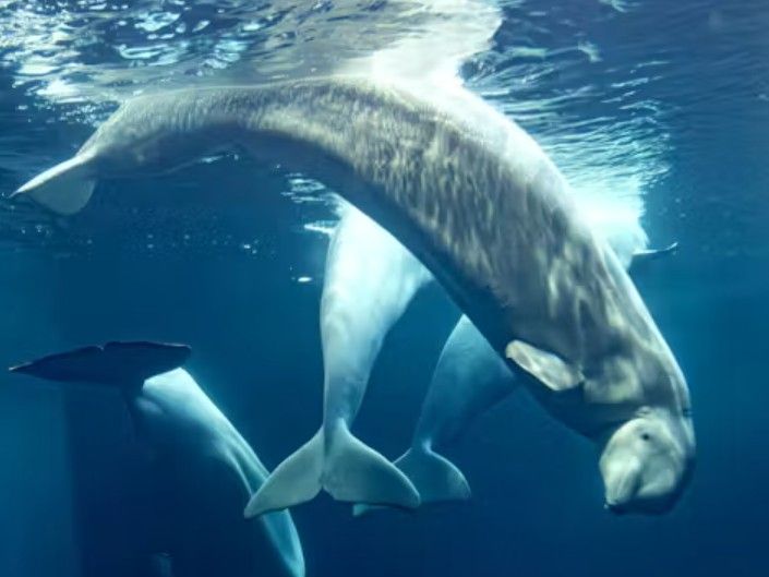 Second beluga whale rescued from Marineland dies at Chicago aquarium