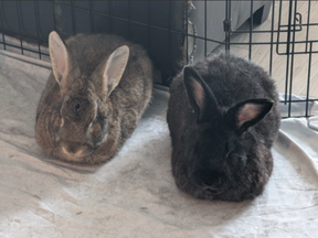 Bunnies Fiver and Piplin