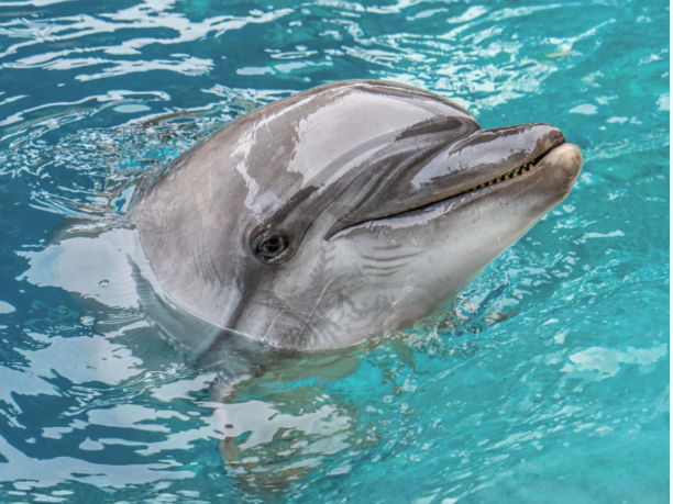 Echo the Dolphin, transferred from Marineland Canada, had died at Oceanogràfic València, an aquarium in Spain, marking the 5th mammal from the transfer to pass