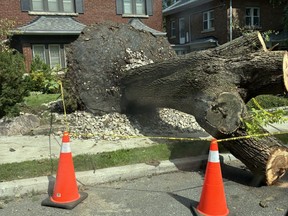 Pylons and caution tape mark a large tree that that fell during Wednesday's massive thunderstorms in Toronto, Friday, Sept. 4, 2026.