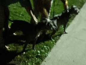 Two dogs that allegedly attacked a person and their dog are pictured in this photo provided by Toronto Police.