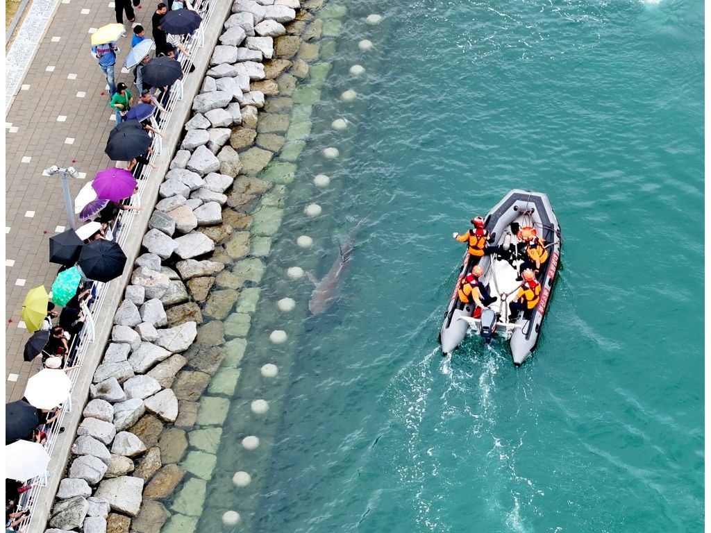 While authorities wonder what to do next, the 3.5-metre (11.5-foot) visitor and the crowds it has drawn have provided an unexpected boon to the local economy. (-/YONHAP/AFP)