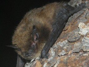 A picture of a bat.