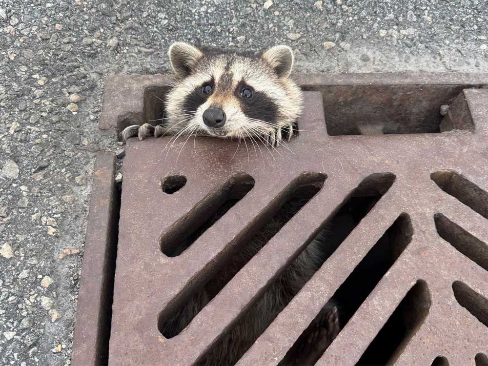 OPP rescues raccoon trapped in highway catch basin; Barrie senior scammed of $200,000