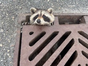 A raccoon stuck inside a sewage grate in Burlington is pictured in a photo shared online by the Ontario Provincial Police.