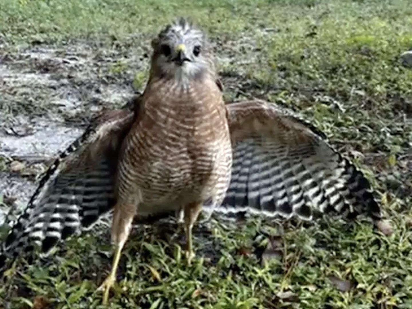 Video shows Florida officer rescuing hawk trapped in pool enclosure