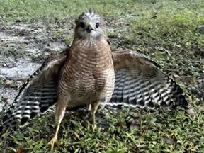 A hawk rescued by a Florida police officer is pictured in this photo.