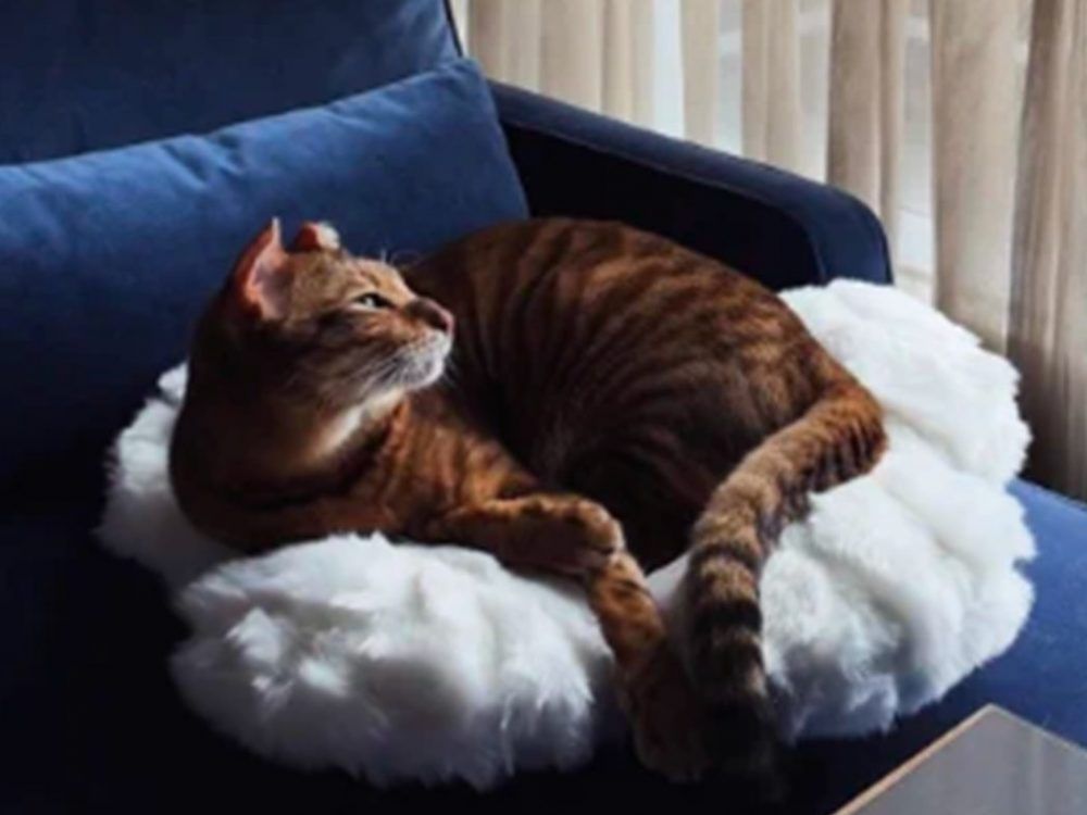 Why Kirill Marchenko took paws after two hectic days as a Maple Leaf
