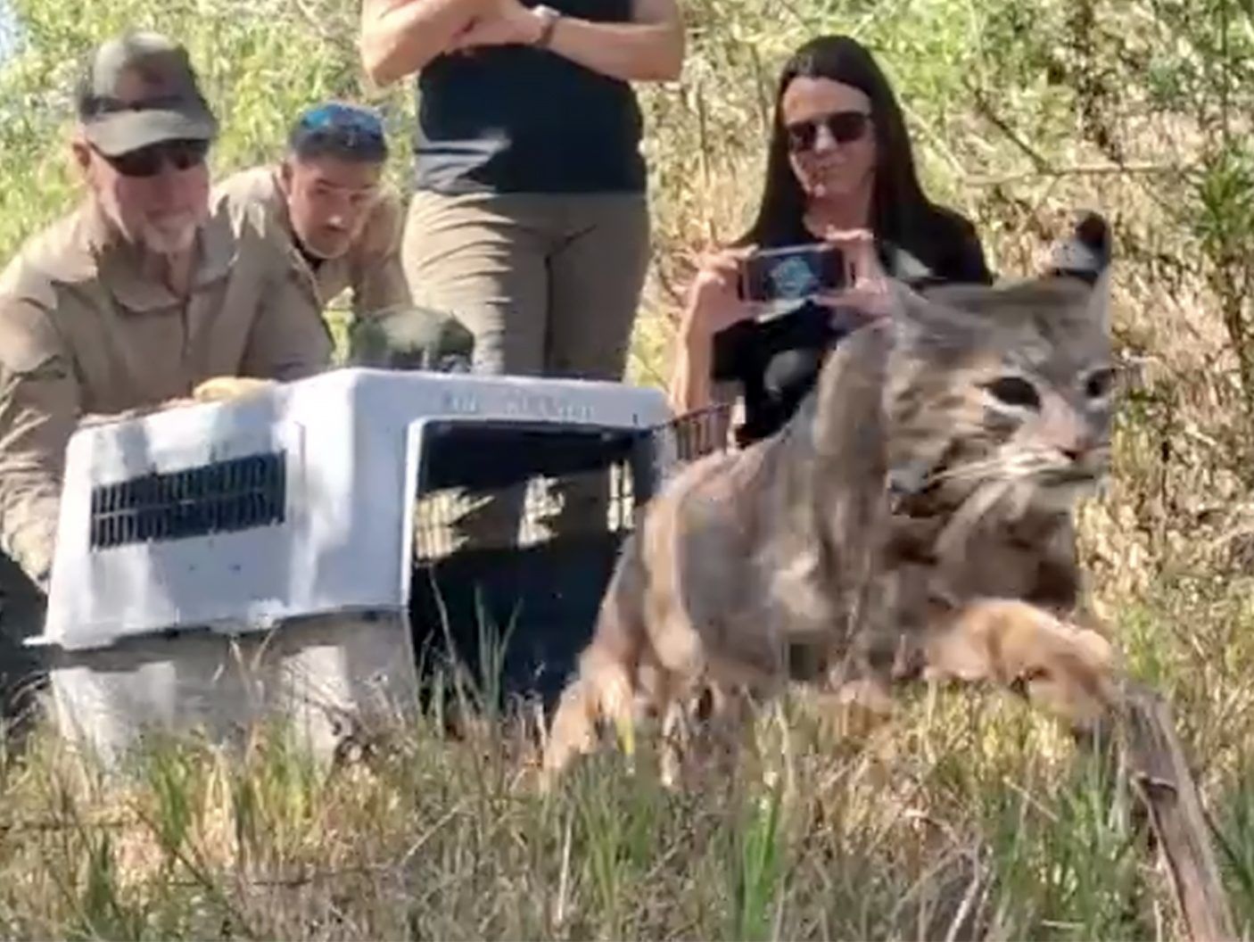 Bobcat burned by California wildfire released after successful treatment