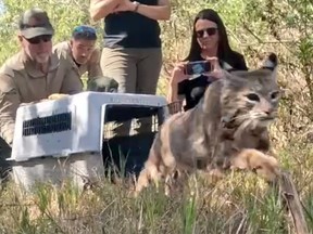 A bobcat is seen sprinting out of his carrier after he was released in Camp Pendleton in North San Diego County.