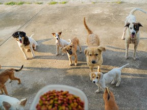 A large number of dogs wait to be fed.