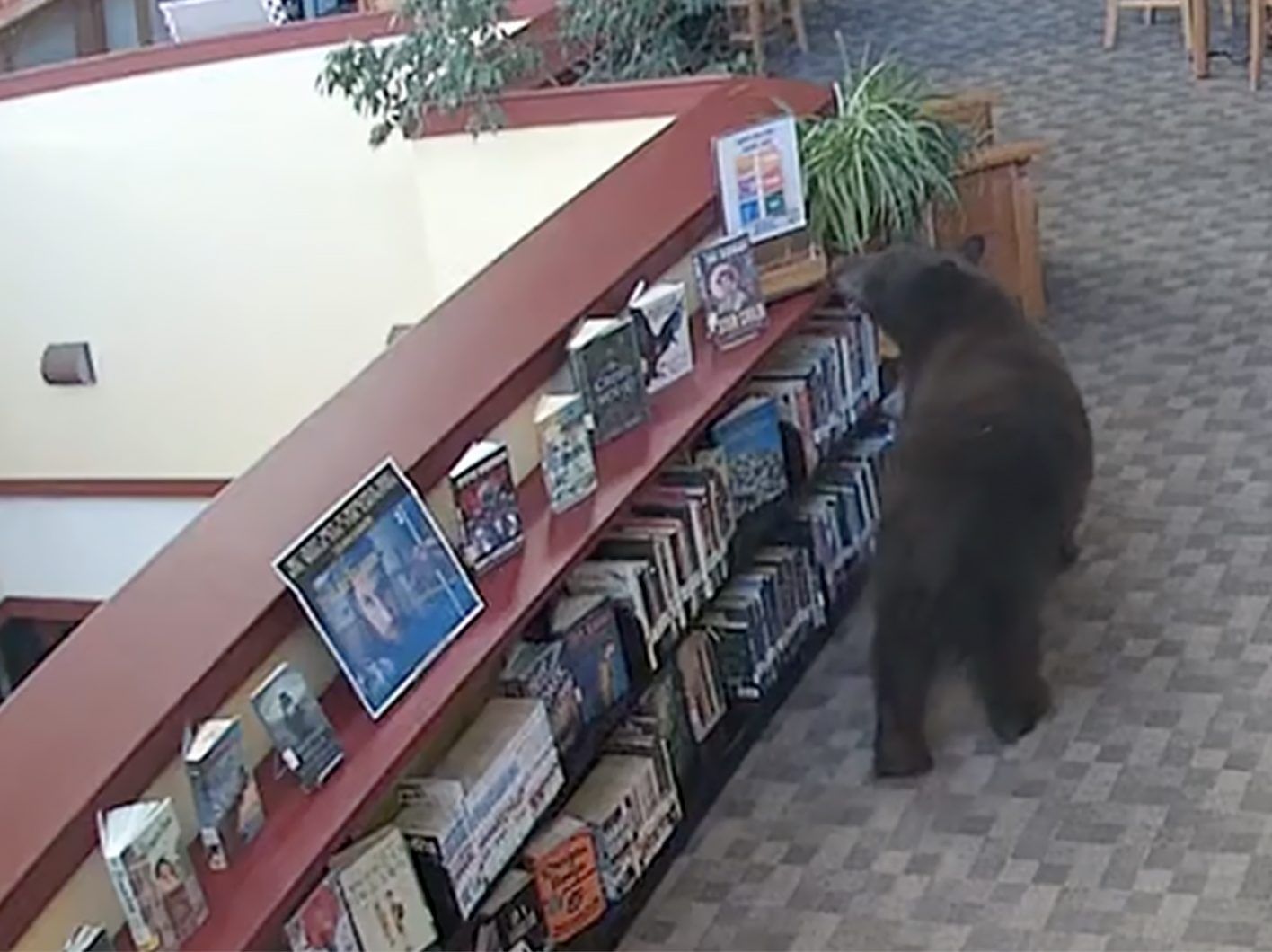 A black bear walks through a California library after reportedly raiding a snack cabinet.
