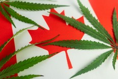 Eight years after cannabis legalization, Canadians seeking CBD for health-related reasons are still caught between two systems that weren’t built for them.