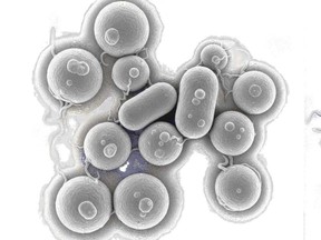 Shigella sonnei bacteria isolated on white background is pictured in this stock photo.