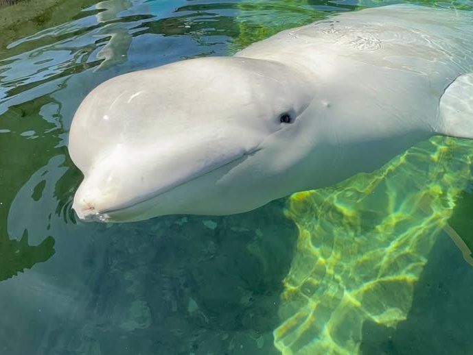 Cyprus, a nine-year-old beluga