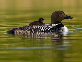 A common loon chick hitches a ride on the back of its parent.