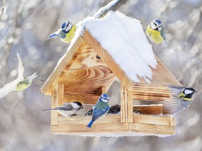 Bird feeder