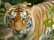 In this 2009 file photo, a female Siberian tiger is pictured at the Cherry Brook Zoo in Saint John, N.B.