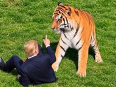 AI-generated video shared by Donald Trump shows the president and a tiger.