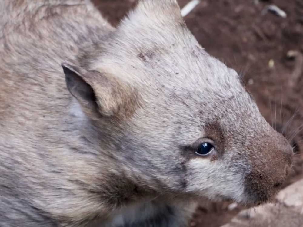 Clover is the name voters chose for the Toronto Zoo's baby wombat