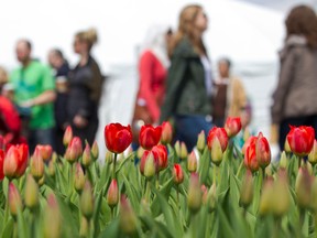 Large crowds were on hand at Major's Hill Park for the first weekend of the Canadian Tulip Festival. Saturday. (ERROL MCGIHON/OTTAWA SUN)