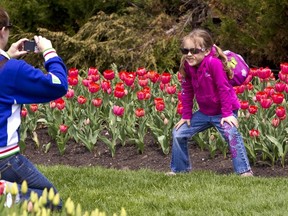 Large crowds were on hand at Major's Hill Park for the first weekend of the Canadian Tulip Festival in Ottawa. Paola Parenti takes a picture of her five year old daughter Juliette Quarell on May 7, 2011. (ERROL MCGIHON/QMI AGENCY)